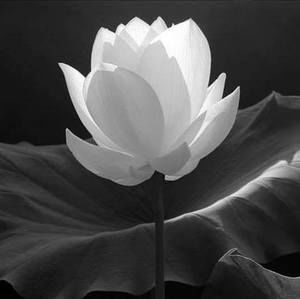 Meet your Posher, Diep